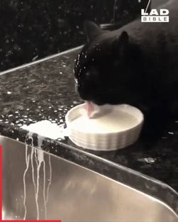 Black Cat Licking Milk Spilling GIF