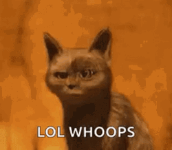 Black Cat Lol Whoops GIF