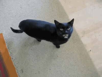 Black Cat Looking At Camera GIF