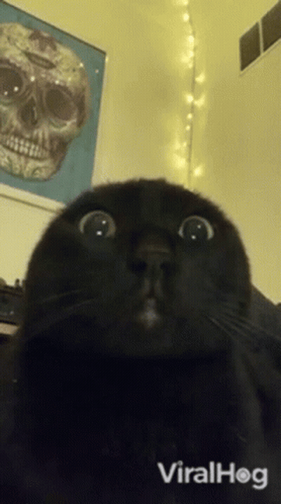 Black Cat Looking At Camera With Skull GIF