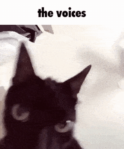 Black Cat Looking At Camera With The Voices GIF