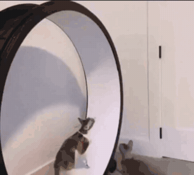 Black Cat Looking At Itself In Mirror GIF
