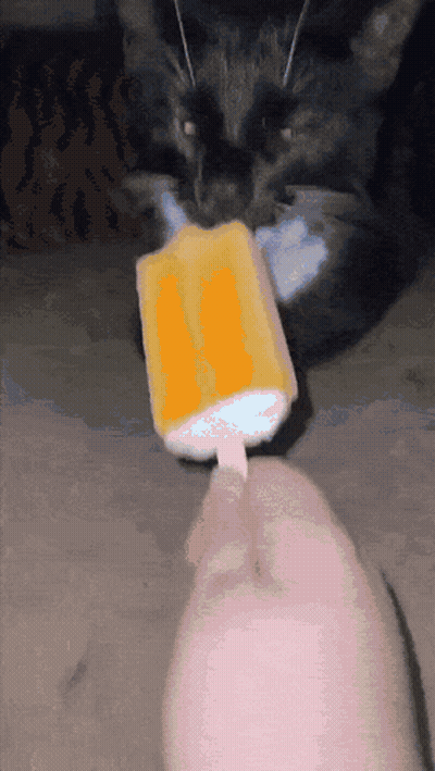 Black Cat Looking At Orange Popsicle GIF