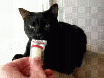 Black Cat Looking at Person Holding Food