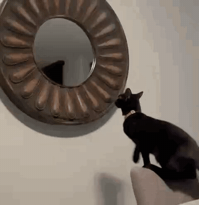 Black Cat Looking In Mirror GIF