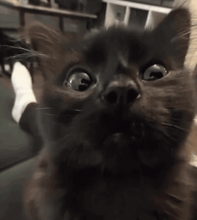 Black Cat Looking Up At Camera GIF