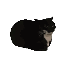Black Cat Lying Down Sticker