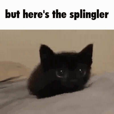 Black Cat Lying On Bed With Caption GIF