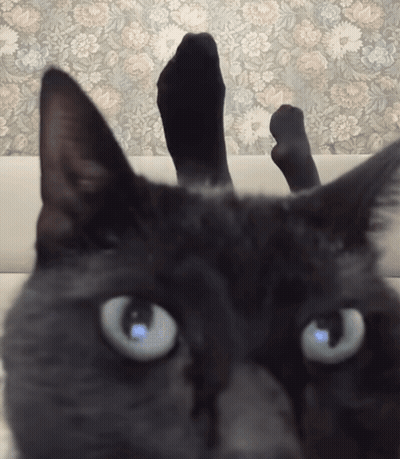 Black Cat Lying On Couch Under Foot GIF