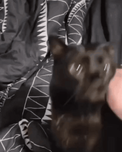 Black Cat Lying On Shark Print Blanket GIF