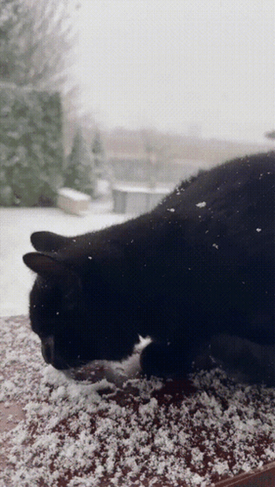 Black Cat Lying On Snow GIF