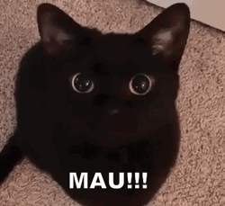 Black Cat MAU GIF