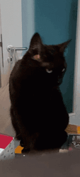 Black Cat Meow GIF