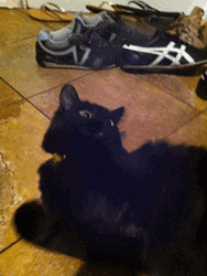 Black Cat Nervous GIF
