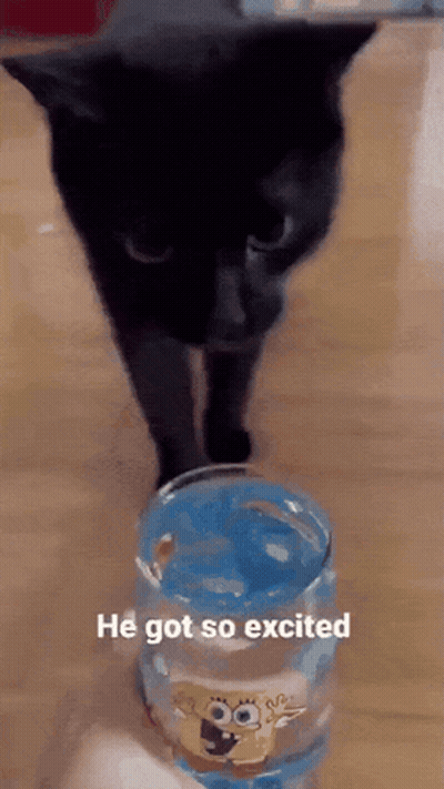 Black Cat Next To Blue Spongebob Glass Saying He Got So Excited GIF