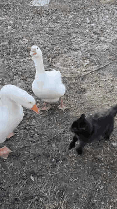 Black Cat Next To Two Ducks In Field GIF