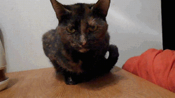 Black Cat Not Impressed Stare  GIF