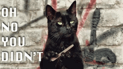 Black Cat Oh No You Didn't  GIF