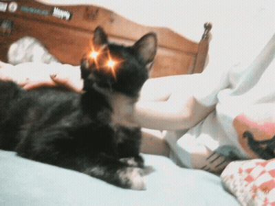Black Cat On Bed With Happy Sticker GIF
