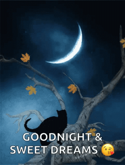 Black Cat On Branch Goodnight Sweet Dreams GIF