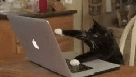 Black Cat On Computer Typing GIF