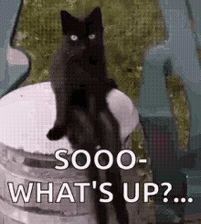 Black Cat On Trash Can Saying What's Up GIF