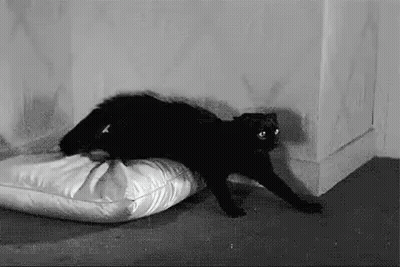 Black Cat On White Pillow GIF