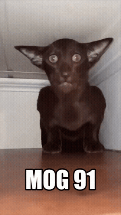 Black Cat On Wooden Shelf With Mog 91 GIF