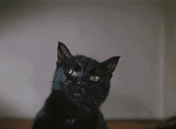 Black Cat Paw Meow GIF