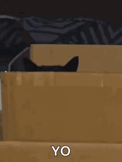 Black Cat Peeking Out Of Box Saying Yo GIF
