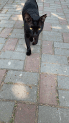 Black Cat Petting GIF
