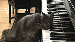 Black Cat Piano Recital GIF