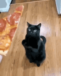 Black Cat Pizza Please GIF