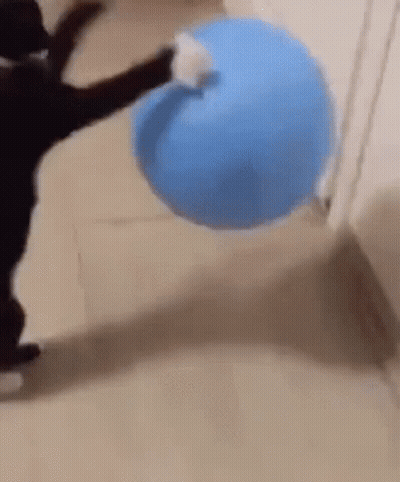 Black Cat Playing With Blue Ball GIF