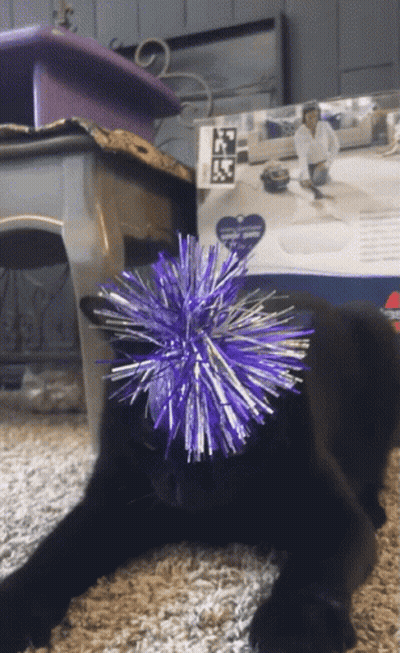 Black Cat Playing With Purple Toy GIF