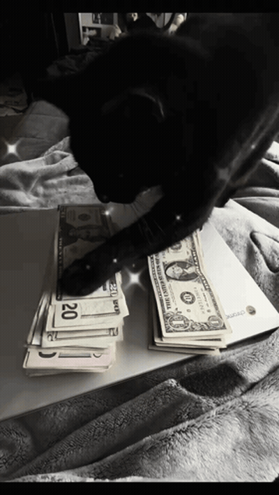 Black Cat Playing With Stack Of 20 Dollar Bills GIF