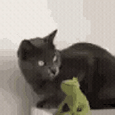 Black Cat Playing With Stuffed Frog GIF