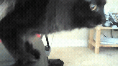 Black Cat Playing With Vacuum Cleaner GIF
