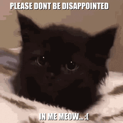 Black Cat Please No GIF