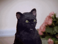 Black Cat Punch GIF