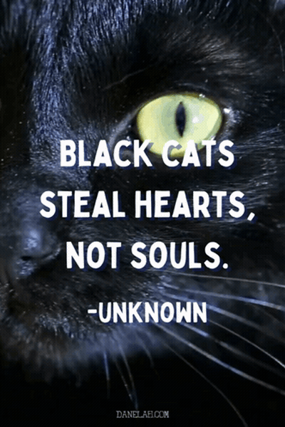 Black Cat Quote About Black Cats GIF