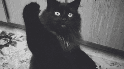 Black Cat Raise Hand GIF