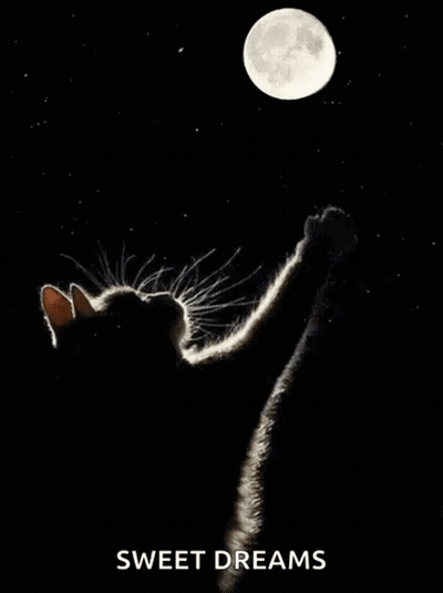 Black Cat Reaching For Full Moon GIF