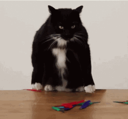 Black Cat Releasing Laser Eyes GIF