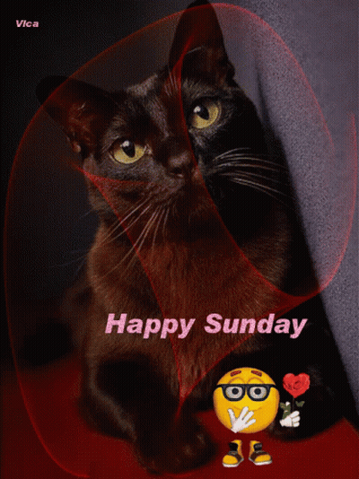Black Cat Saying Happy Sunday GIF