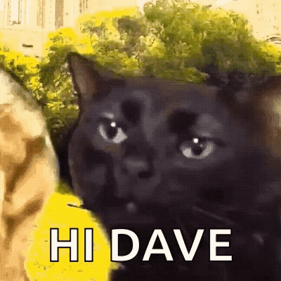 Black Cat Saying Hi Dave In Front Of Tree GIF