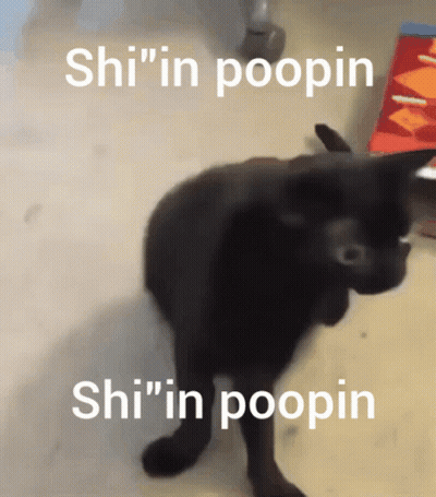 Black Cat Saying Shi In Poopin GIF