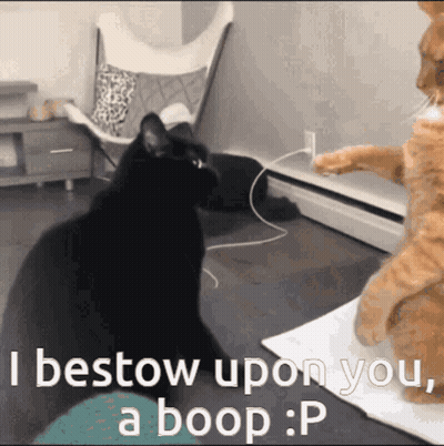 Black Cat Says I Bestow Upon You Boop GIF