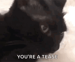 Black Cat Says You're A Tease GIF