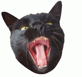 Black Cat Screaming Ouch GIF